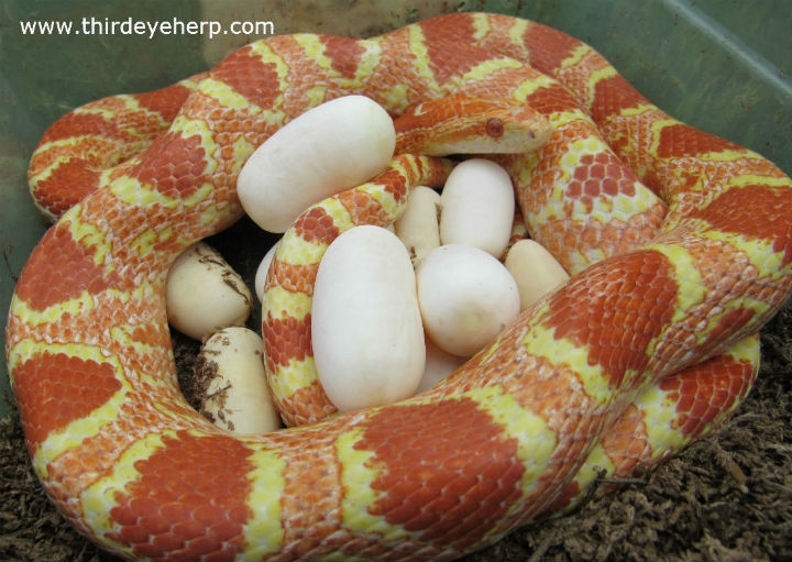 Reverse Okeetee Corn Snake